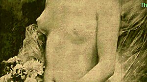 Vintage Erotic Illustration Collection